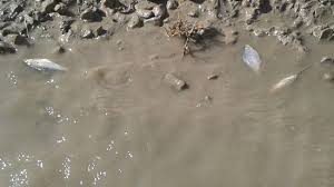 طلای سیاه مهمان ۱۰ ساله مردم سرخون