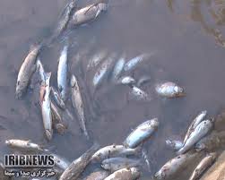 طلای سیاه مهمان ۱۰ ساله مردم سرخون طلای سیاه مهمان ۱۰ ساله مردم سرخون