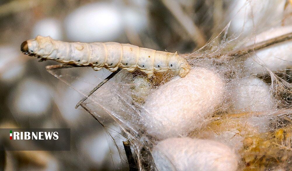 پول، پیله، خام فروشی