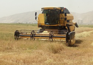 برداشت خاکشیر در مرودشت برداشت خاکشیر در مرودشت