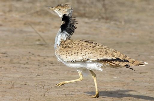 از گوزن زرد تا مار شاخدار از گوزن زرد تا مار شاخدار