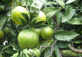 لزوم مراقبت از نارنگی پیش رس لزوم مراقبت از نارنگی پیش رس