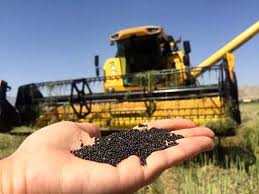 خرید توافقی کلزا