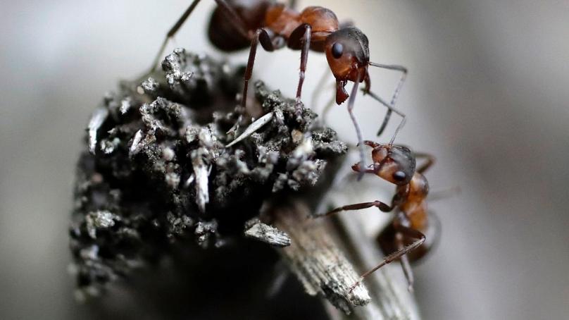 حتی حیوانات هم فاصله اجتماعی را حفظ میکنند! حتی حیوانات هم فاصله اجتماعی را حفظ میکنند!