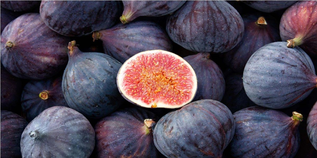 درباره انجير چه می&zwnj;دانيد؟