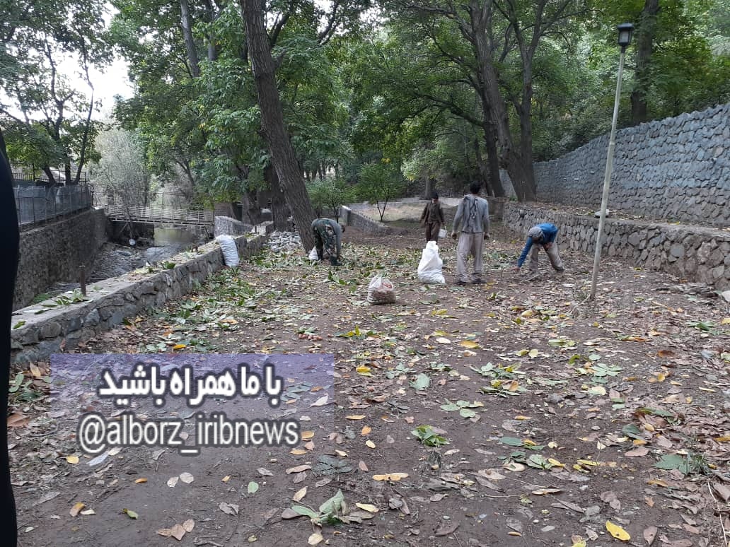 برداشت ۱۰۰۰ تن گردو در ساوجبلاغ