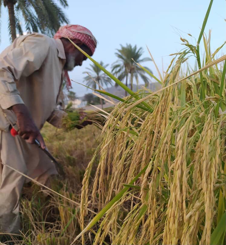 برداشت برنج در شهرستان راسک برداشت برنج در شهرستان راسک