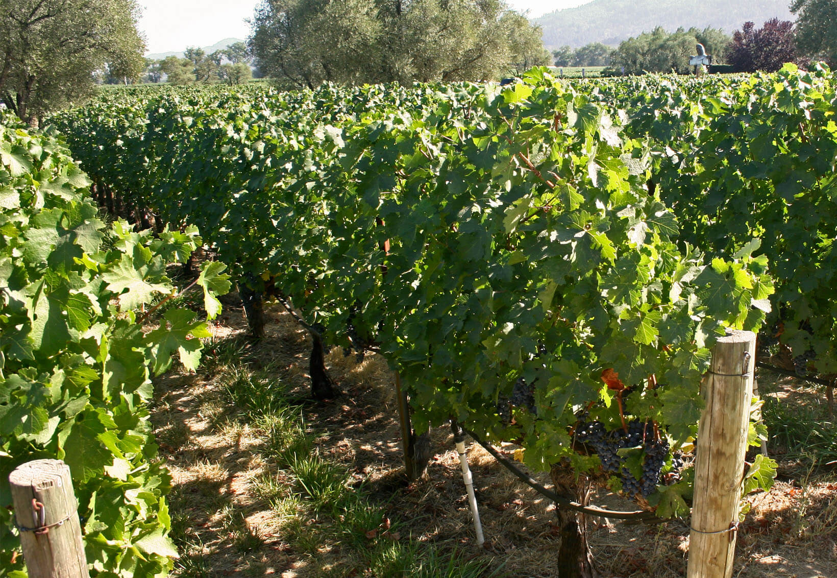 ۷۰ هزار نفر سر سفره انگور، میزبانی بیشتر با داربستی کردن ۷۰ هزار نفر سر سفره انگور، میزبانی بیشتر با داربستی کردن