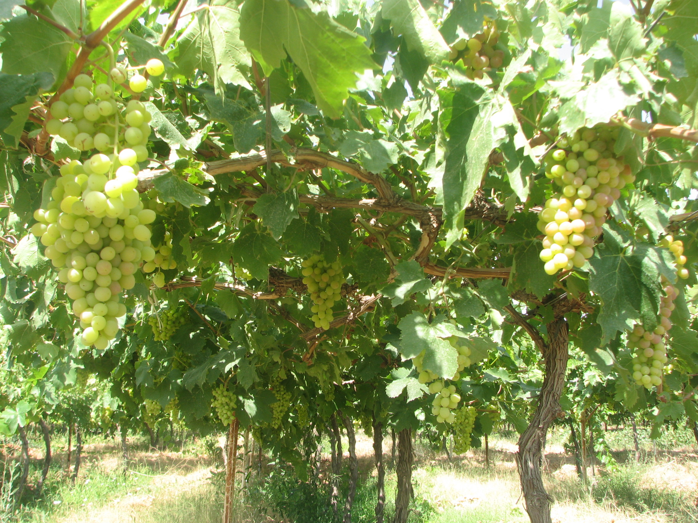 ۷۰ هزار نفر سر سفره انگور، میزبانی بیشتر با داربستی کردن ۷۰ هزار نفر سر سفره انگور، میزبانی بیشتر با داربستی کردن