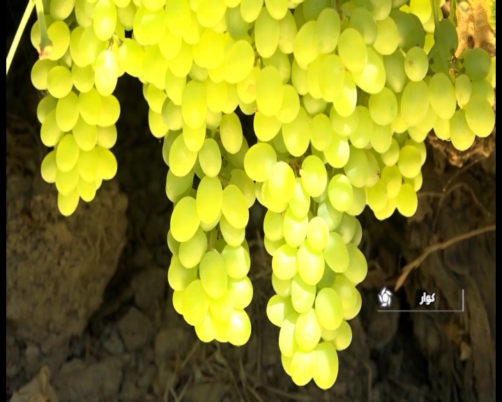 انگور زرین قارس(در حال تکمیل)