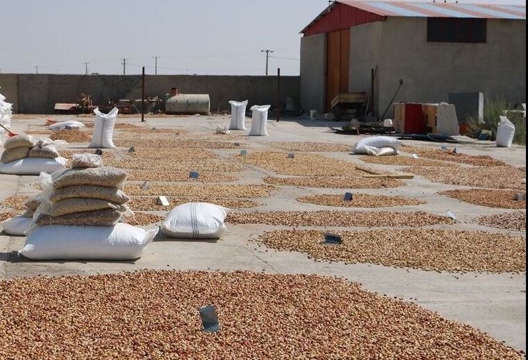 ترمینالی که پسته&zwnj;ها می&zwnj;خواهند...