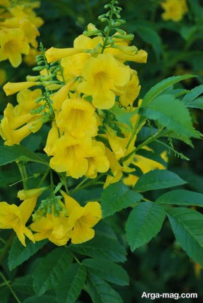 پرورش گل تکوما پرورش گل تکوما