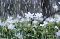 باران در طبیعت زیبای ایران