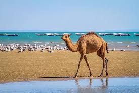 خلیج گواتر ، آخرین خشکی تا قطب جنوب