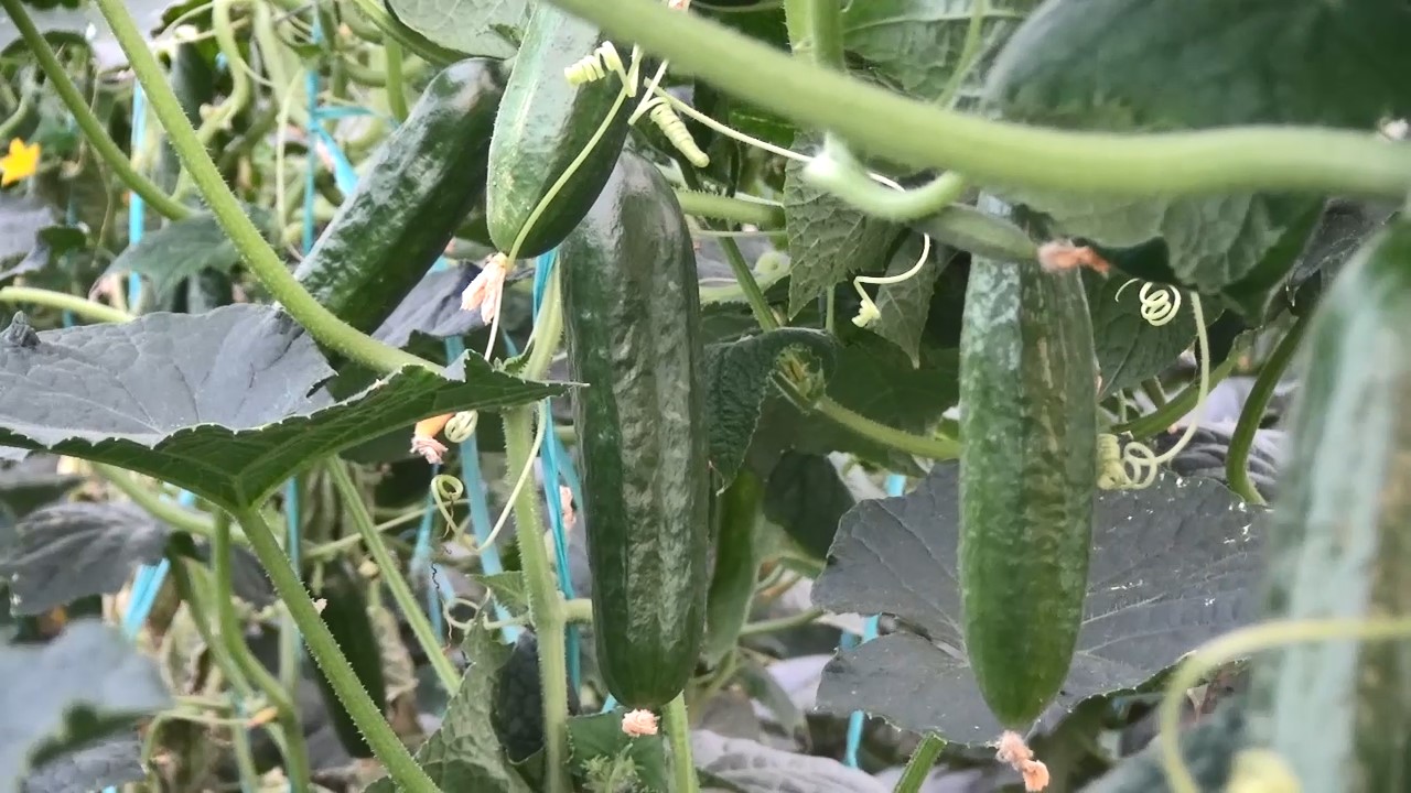 افزایش ۱۰ درصدی کشت خیار گلخانه ای در جویبار