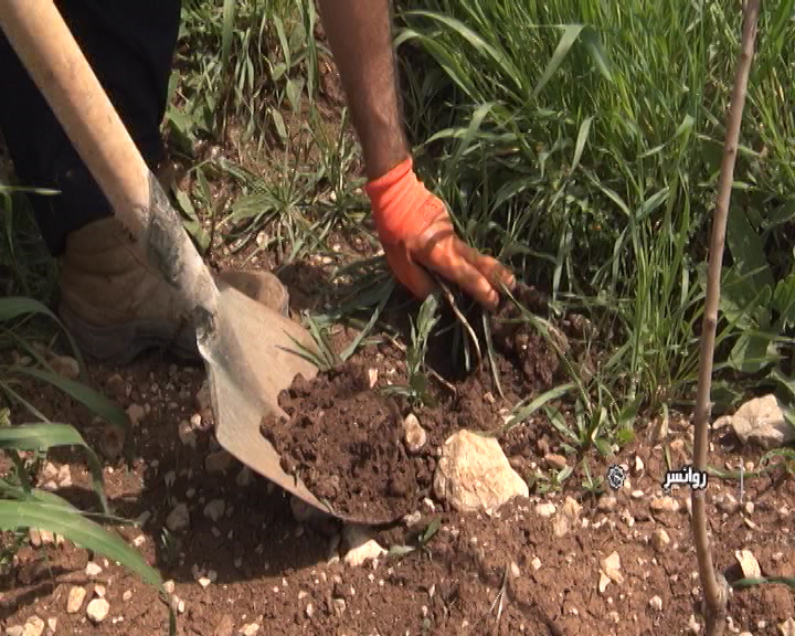 گیاهانی که رو به تمام شدن هستند