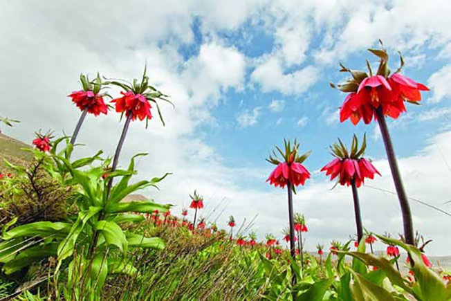 خود نمایی لاله&zwnj;های واژگون زیبا در اتفاعات کبیر کوه