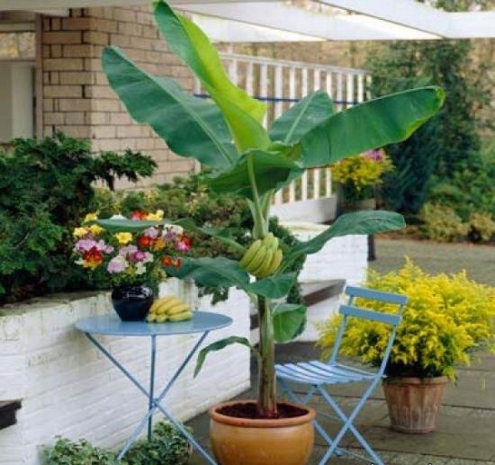 نحوه کاشت و پروش درخت موز نحوه کاشت و پروش درخت موز