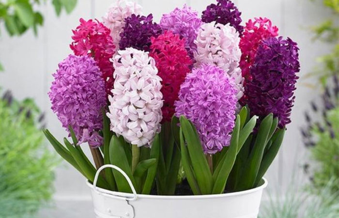 گل&zwnj;های مناسب عید نوروز با حال و هوای بهاری