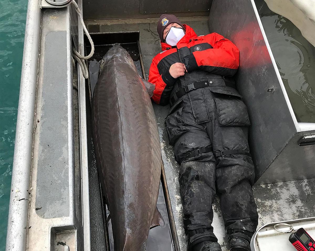 صید ماهی خاویار ۱۰۰ ساله غول&zwnj;پیکر!