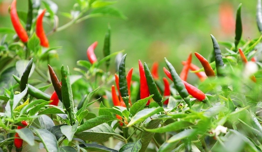 باغچه&zwnj; خود را با گیاهان بین&zwnj;المللی بکارید!