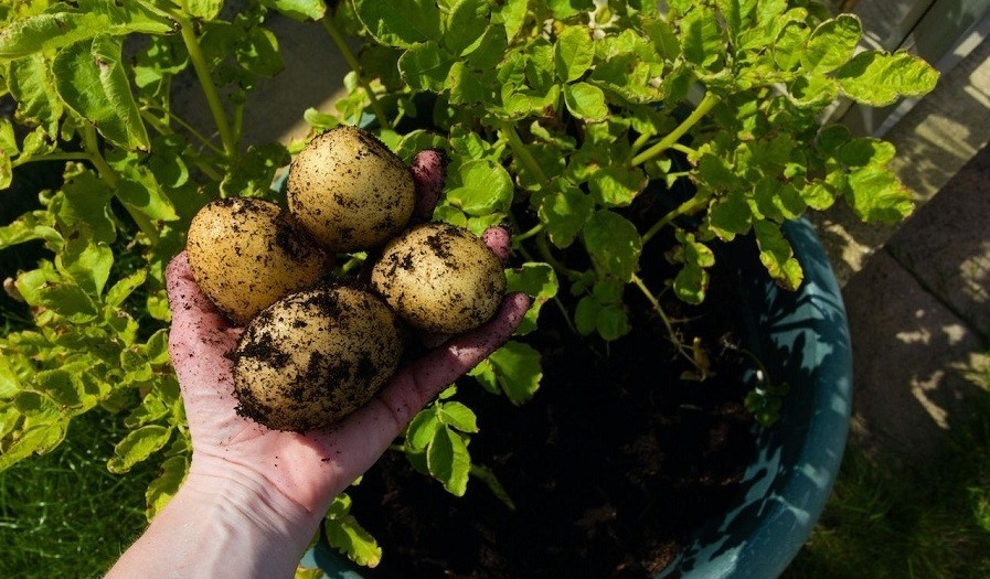 باغچه&zwnj; خود را با گیاهان بین&zwnj;المللی بکارید!