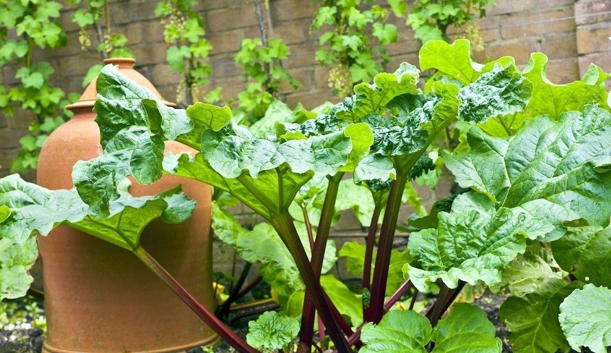 باغچه&zwnj; خود را با گیاهان بین&zwnj;المللی بکارید!