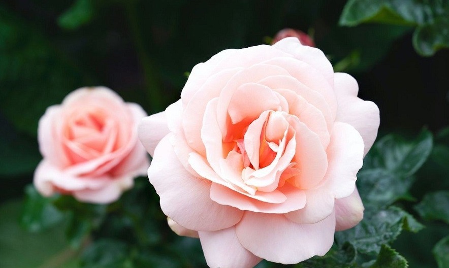 باغچه&zwnj; خود را با گیاهان بین&zwnj;المللی بکارید!