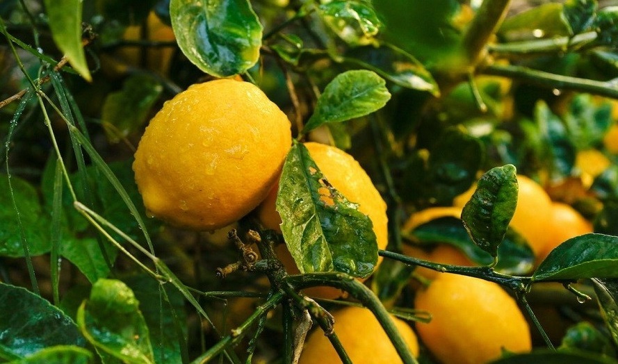 باغچه&zwnj; خود را با گیاهان بین&zwnj;المللی بکارید!