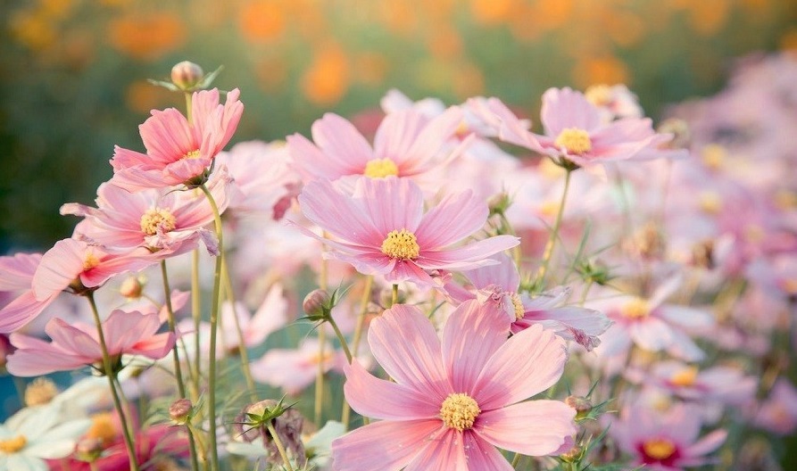 باغچه&zwnj; خود را با گیاهان بین&zwnj;المللی بکارید!