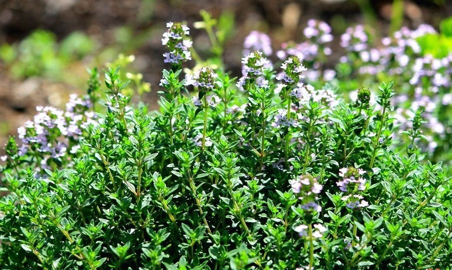 باغچه&zwnj; خود را با گیاهان بین&zwnj;المللی بکارید!