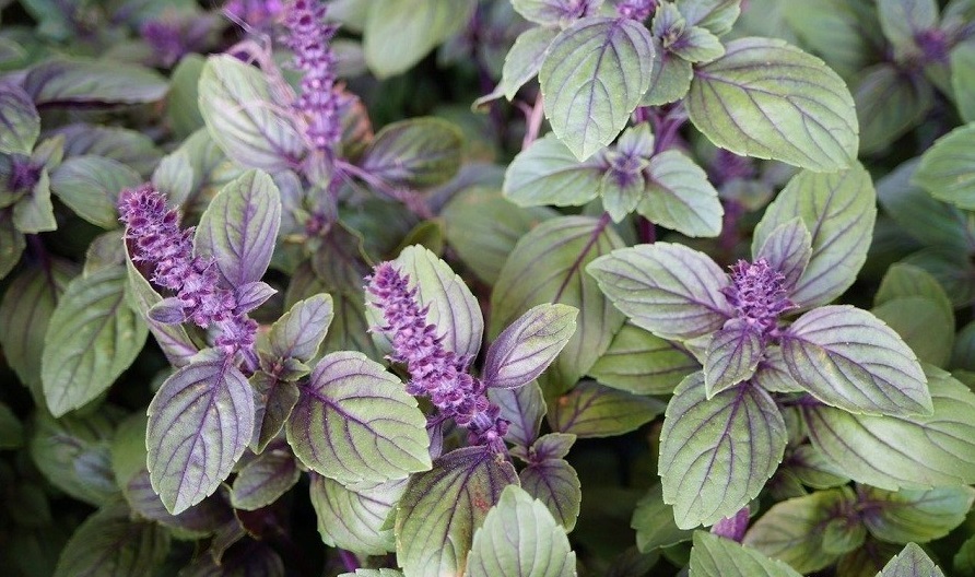 باغچه&zwnj; خود را با گیاهان بین&zwnj;المللی بکارید!