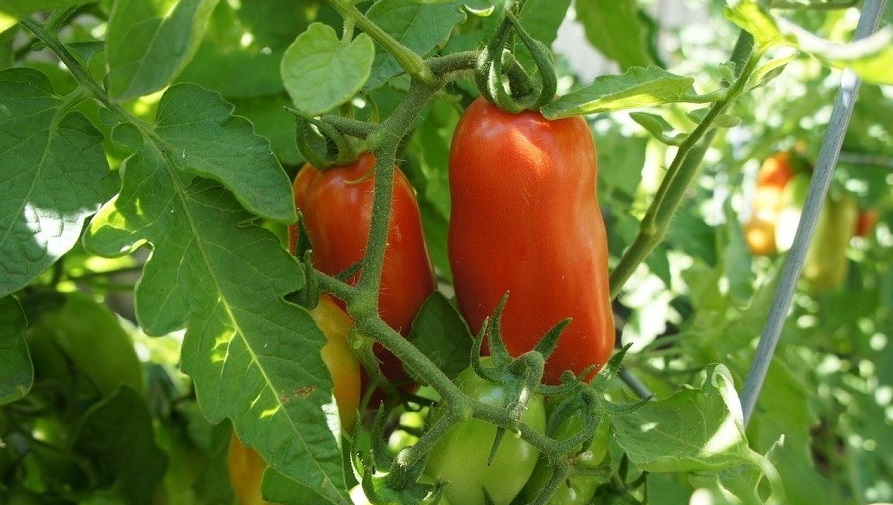 باغچه&zwnj; خود را با گیاهان بین&zwnj;المللی بکارید!