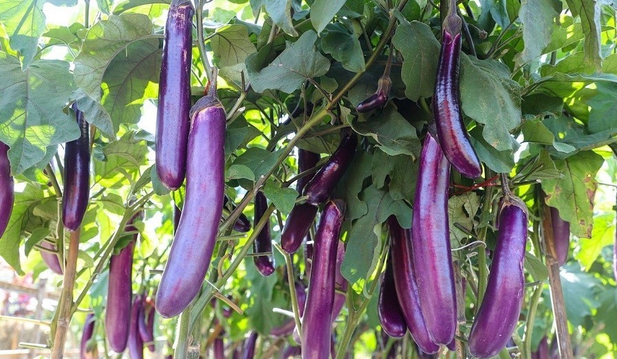 باغچه&zwnj; خود را با گیاهان بین&zwnj;المللی بکارید!