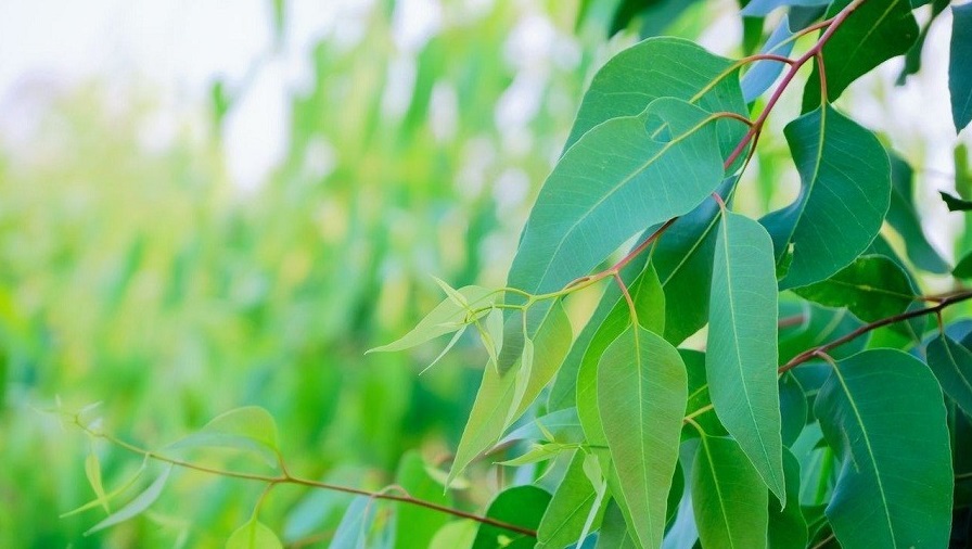 باغچه&zwnj; خود را با گیاهان بین&zwnj;المللی بکارید!