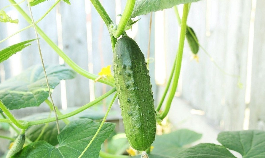 باغچه&zwnj; خود را با گیاهان بین&zwnj;المللی بکارید!