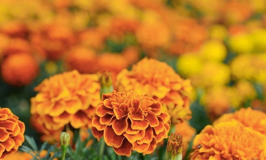 باغچه&zwnj; خود را با گیاهان بین&zwnj;المللی بکارید!