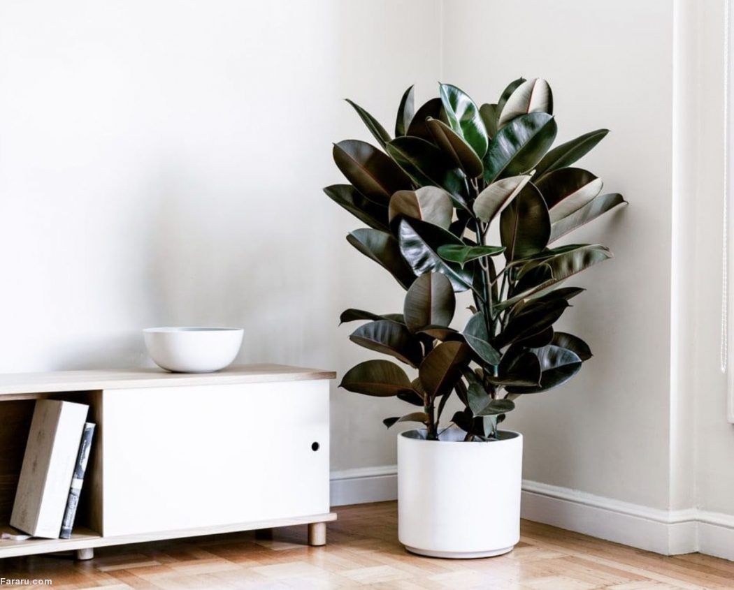 معرفی گیاهان آپارتمانی غول پیکر