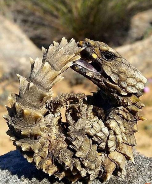 عجیب&zwnj;ترین جانوران کره زمین