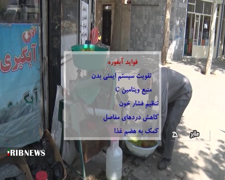 آغاز برداشت غوره از تاکستان های ملایر