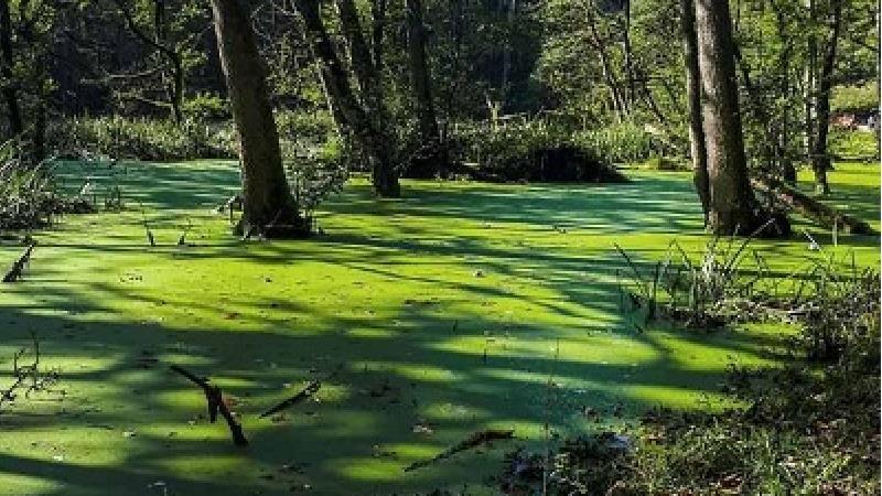 مردابی رمزآلود