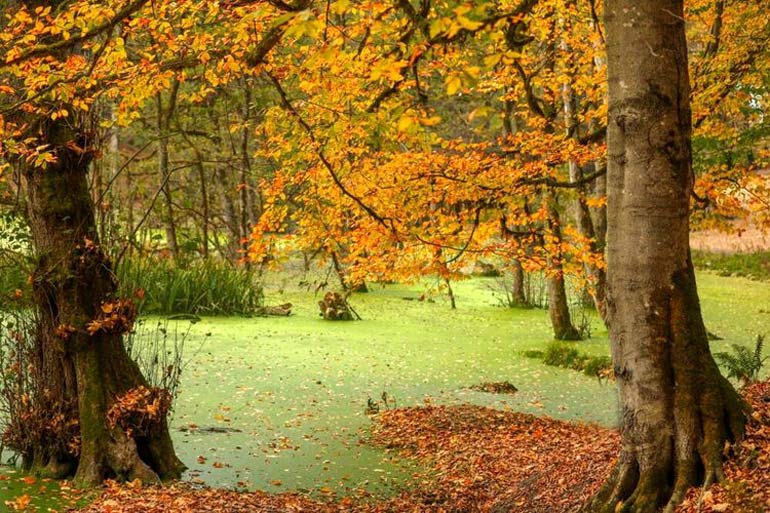 مردابی رمزآلود