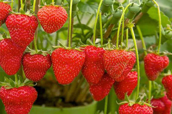 کاشت و پرورش توت فرنگی داخل گلدان