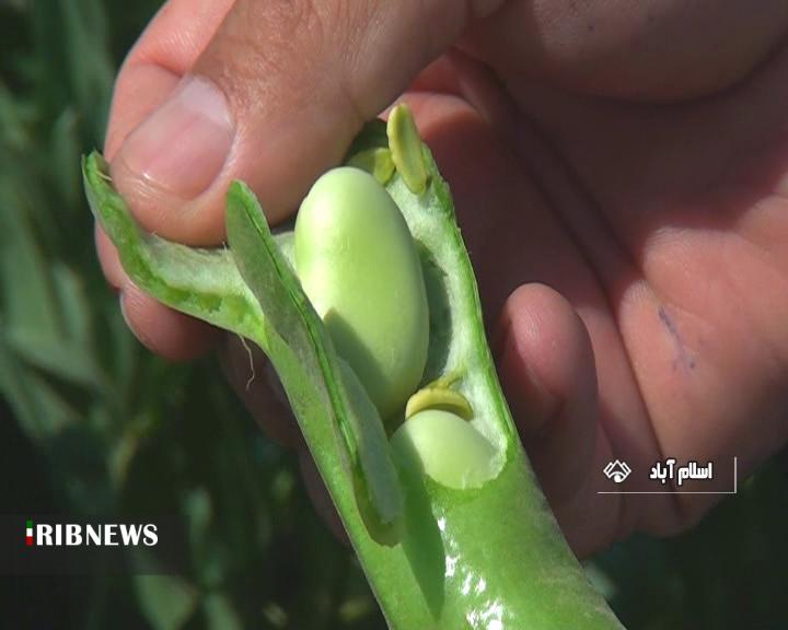 برداشت محصول باقلای سبز برداشت محصول باقلای سبز