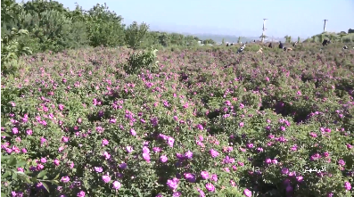 تولید بیش از ۵ هزار و ۵۰۰ تن گل محمدی در آذربایجان شرقی