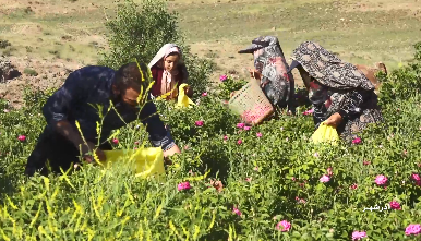 تولید بیش از ۵ هزار و ۵۰۰ تن گل محمدی در آذربایجان شرقی