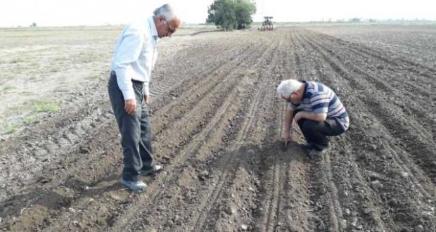 آغاز کشت چغندرقند بهاره در آذربایجان غربی