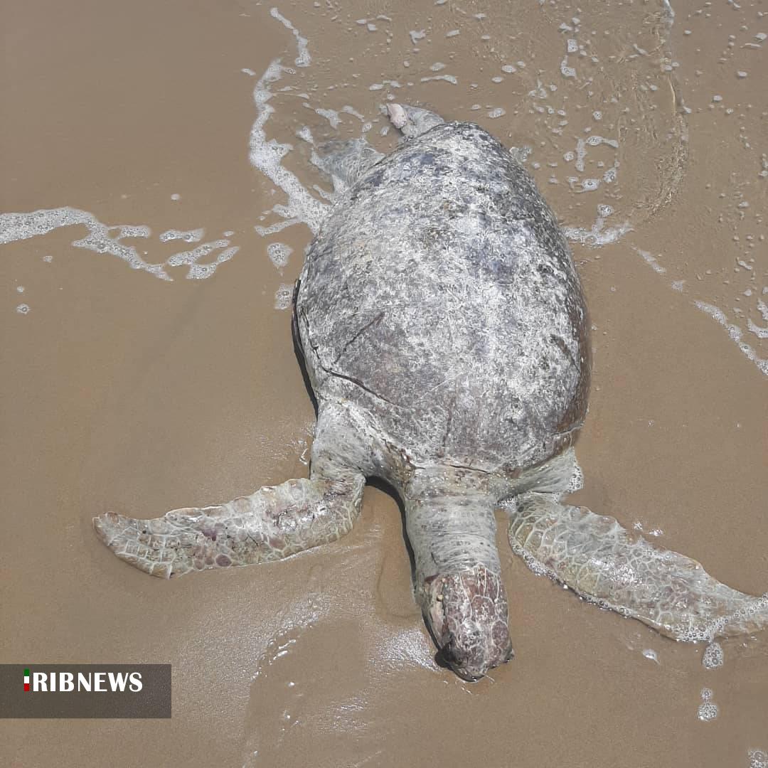 مرگ لاک پشت پوزه عقابی غول پیکر در ساحل بندرعباس