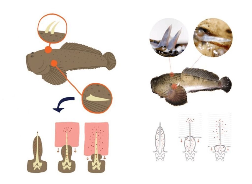 درمان آسم با سم بسیار کشنده یک ماهی