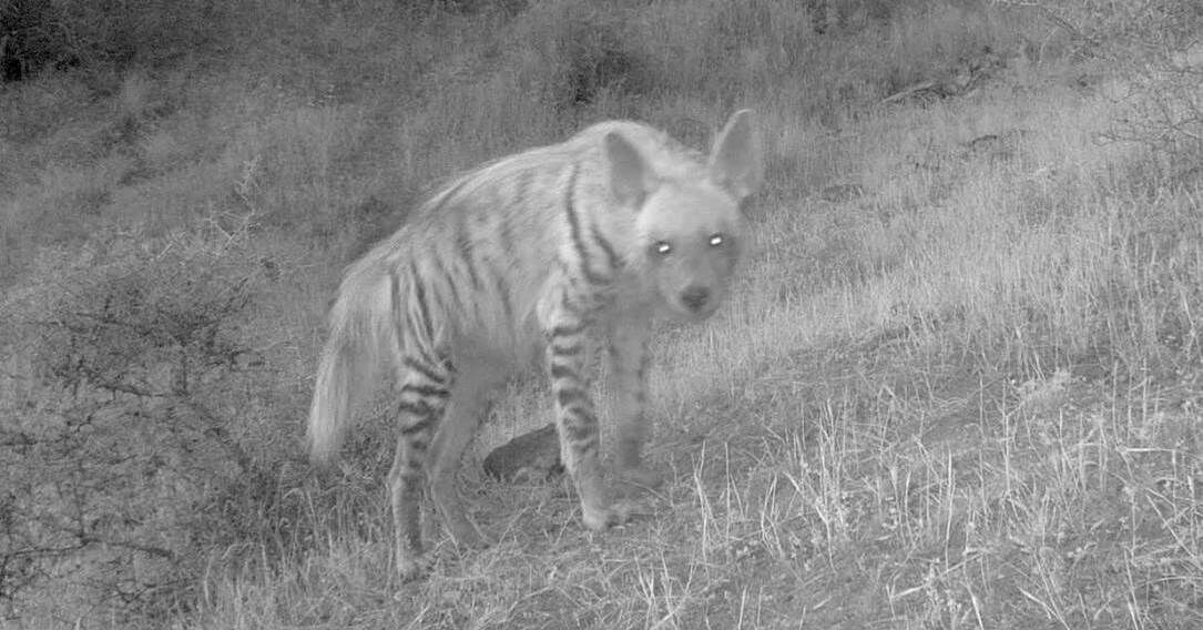 ثبت تصاویر کفتار برای اولین بار در استان اردبیل